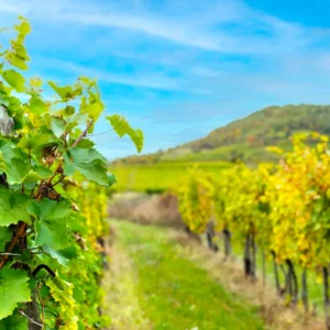 Zájezd na vinobraní v Tokaji: Budapešť a termály