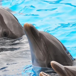 Jednodenní výlet do Norimberku: zoo a delfinárium