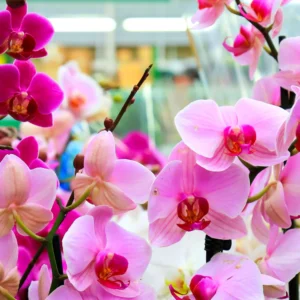 Výlet na největší výstavu orchidejí v Německu