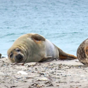 Zájezd na Helgoland s pozorováním tuleňů na 2 noci