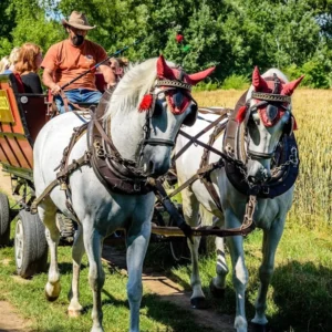 Pobyt na ranči na Tekově: koně, polopenze, wellness