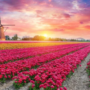 5denní zájezd do Amsterdamu s ubytováním a snídaní