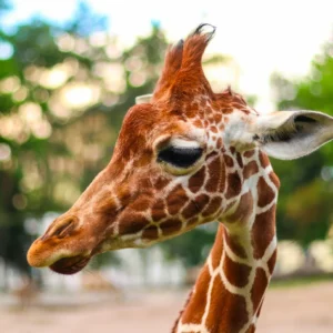 Jednodenní výlet do zoo v Berlíně i prohlídka města