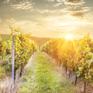 Pobyt mezi vinicemi s jídlem, degustací vín